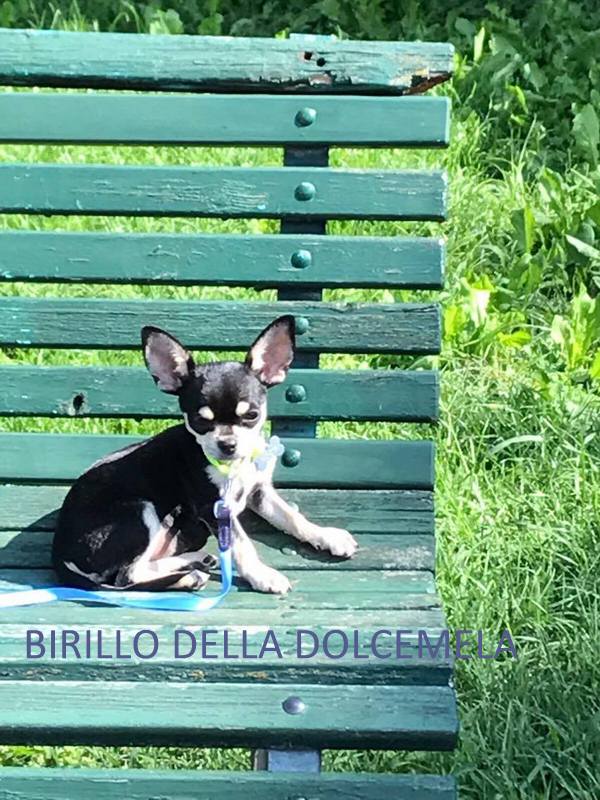 BIRILLO DELLA DOLCEMELA