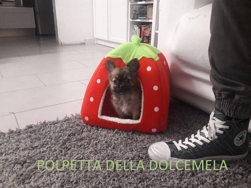 POLPETTA DELLA DOLCEMELA