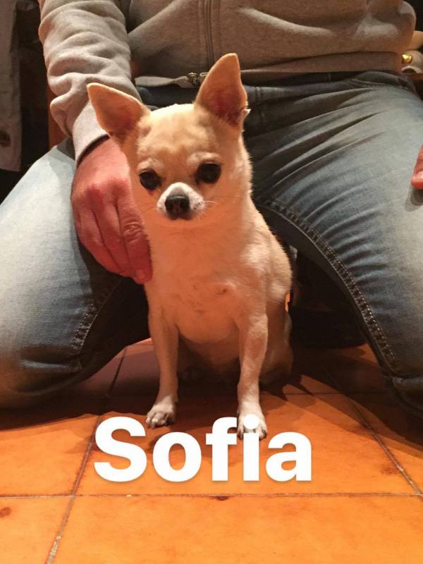 SOFIA DELLA DOLCEMELA di Anna rita