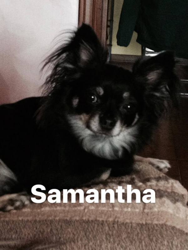 SAMANTHA DELLA DOLCEMELA di Anna rita