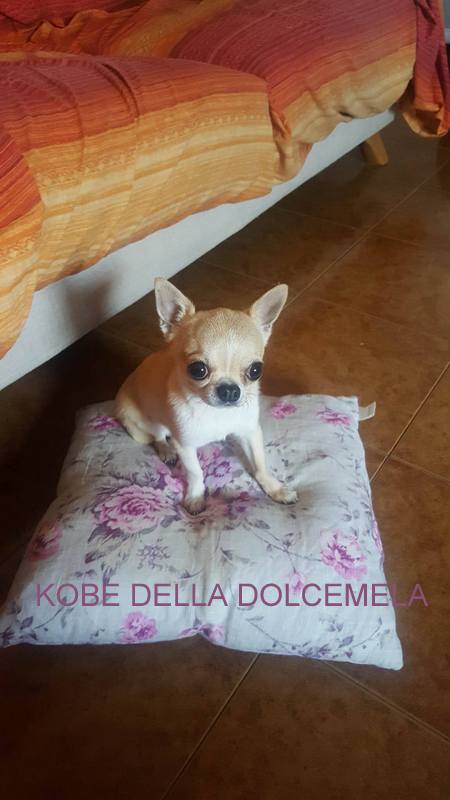 KOBE DELLA DOLCEMELA di Sara
