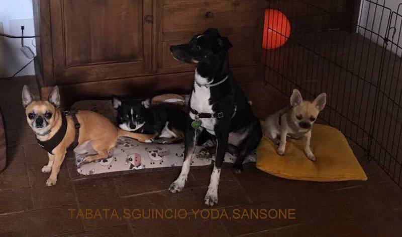 TABATA,SGUINCIO,YODA,LUCILLA E SANSONE di Annalisa
