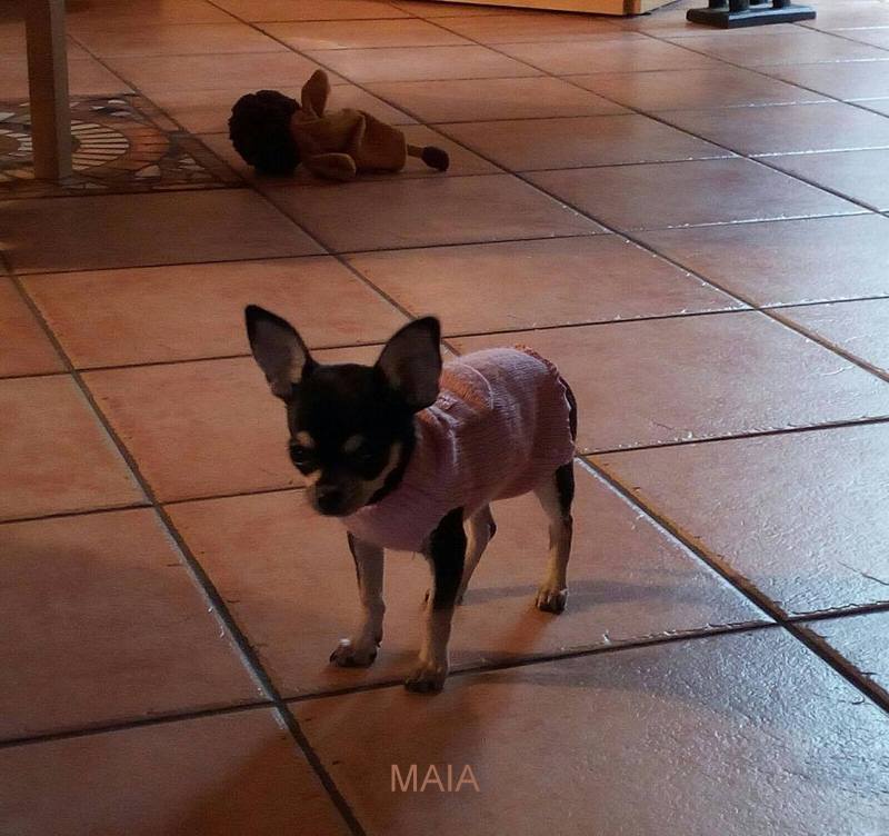 MAIA DELLA DOLCEMELA di Alice