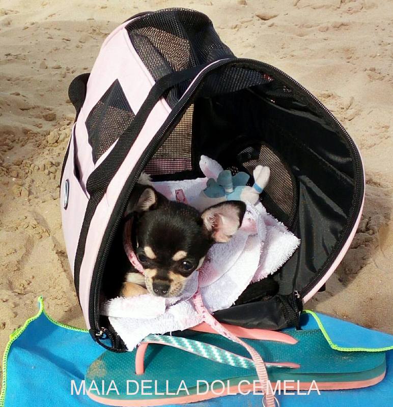 MAIA DELLA DOLCEMELA DI Alice