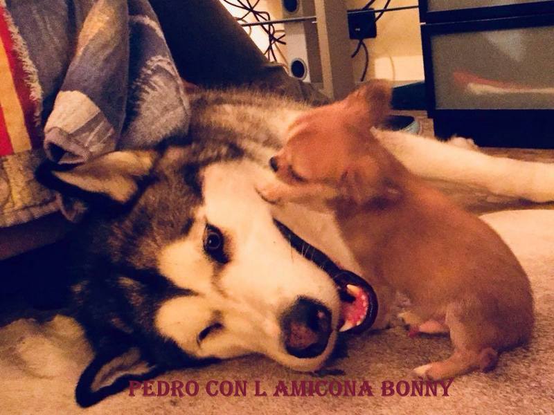 PEDRO DELLA DOLCEMELA E L AMICA BONNY DI GLORIA