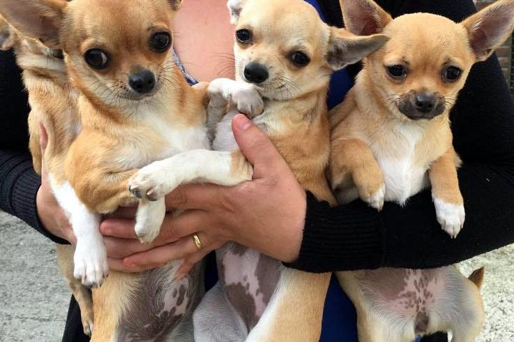 RITORNO A CASA DEI NOSTRI 4 CHIHUAHUA