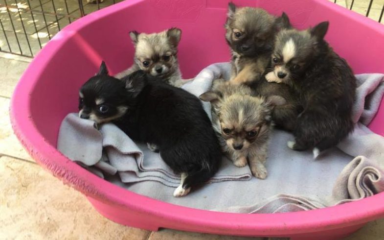 CUCCIOLI CHIHUAHUA PELO LUNGO