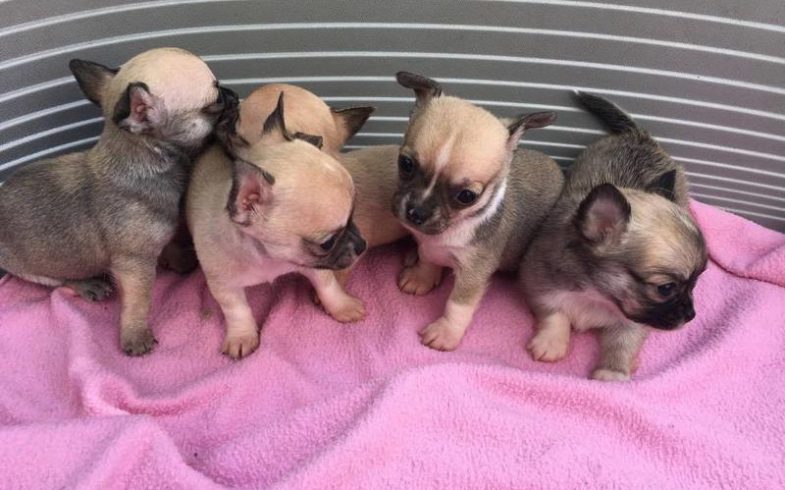PICCOLI CHIHUAHUA AL SOLE