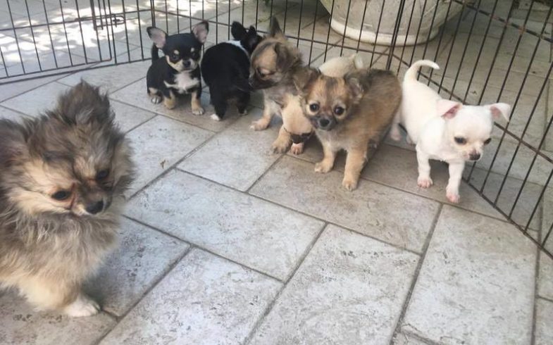 CUCCIOLI CHIHUAHUA PELO LUNGO E CORTO