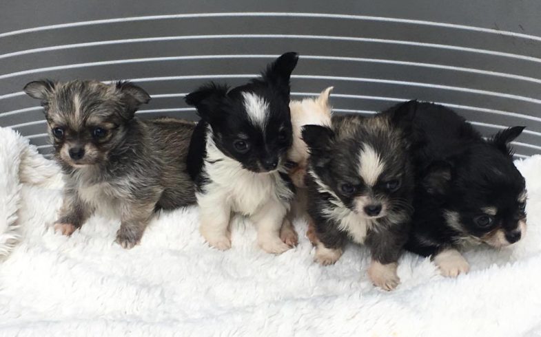 CUCCIOLI NATI IL 10/04/2017