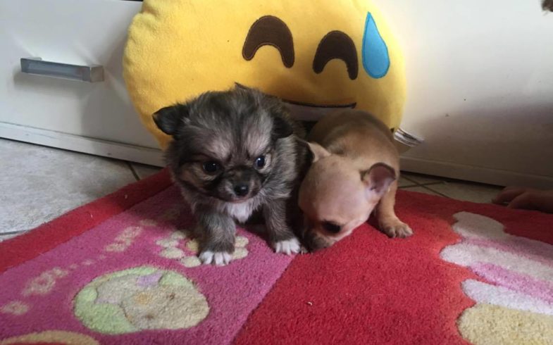 CHIHUAHUA FEMMINE