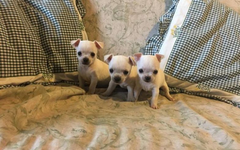 chihuahua pelo corto bianchi