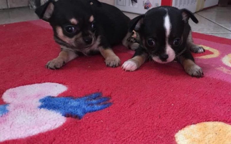 CUCCIOLI NERI……