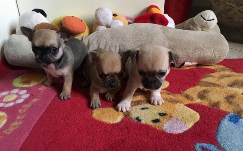 PICCOLI CUCCIOLI CRESCONO