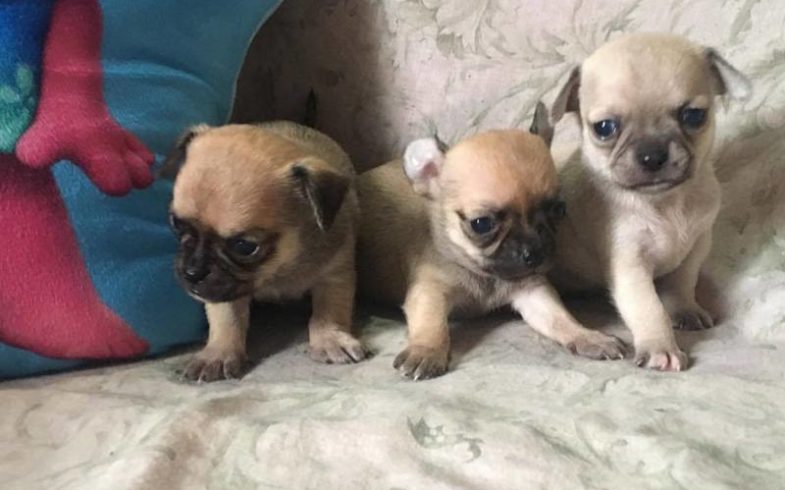 I PICCOLI CRESCONO